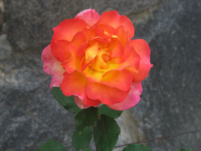 Flower - Asheville Psychology